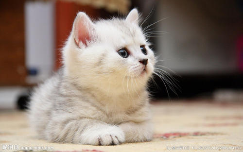 猫身上的寄生虫——弓形虫对人有什么影响？